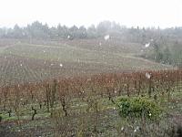 Snow over vineyard in Oregon