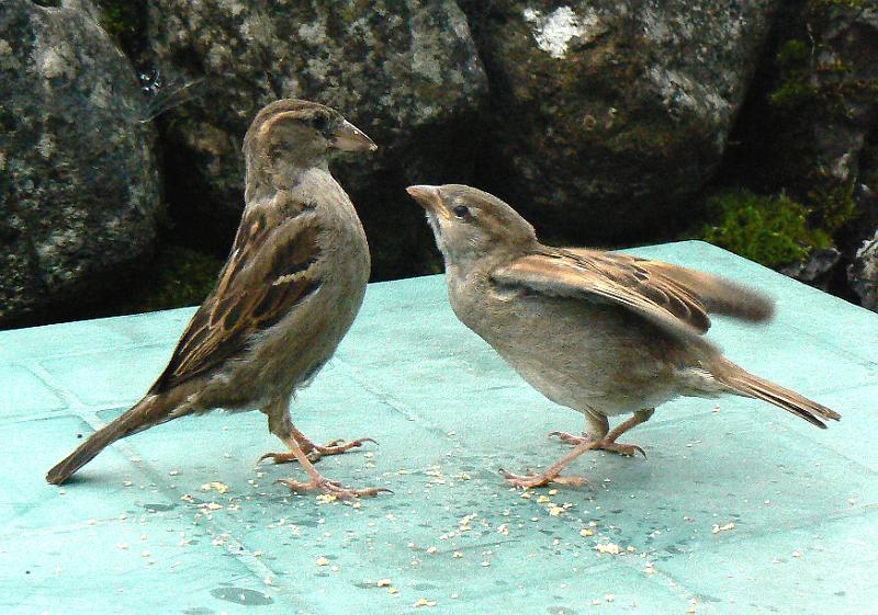 malham-sparrows1655-100708.jpg - Malham. Sparrows at cafe. 16.55, 10 July 2008