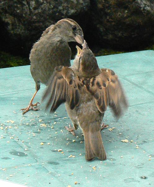 malham-sparrows1655b-100708.jpg - Malham. Sparrows at cafe. 16.55, 10 July 2008