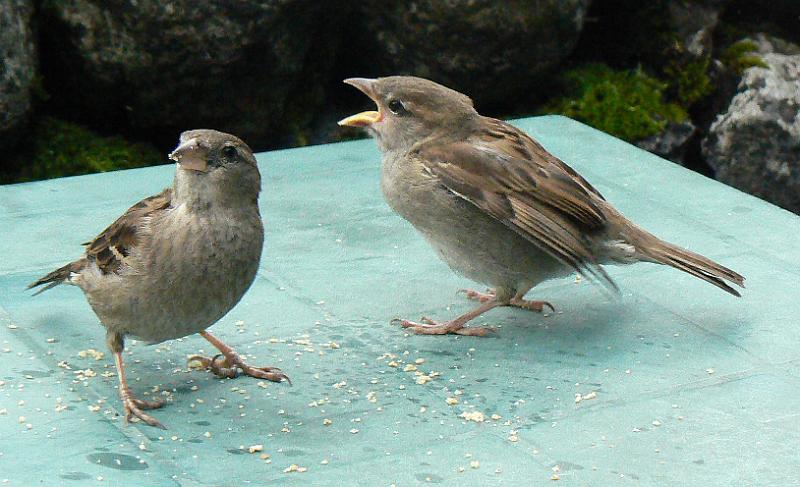 malham-sparrows1655c-100708.jpg - Malham. Sparrows at cafe. 16.55, 10 July 2008